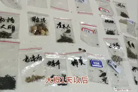 乡村黄秋葵两种催芽方法作比较，效果完全不一样，你该选择哪种视频封面