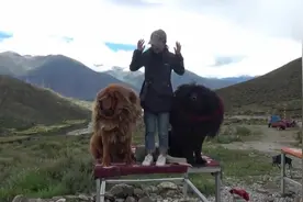 在西藏自驾游的时候遇见两只藏獒，比金毛还要乖，让握手就握手XG视频封面