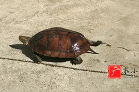 广东普宁农村生活，小邓水库抓的乌龟养了一年多，看下是什么品种视频封面