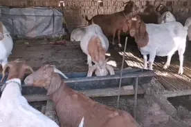孕羊拉稀可以打针，一定多注意几点。视频封面
