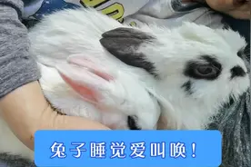俩兔子陪老太太睡觉，哼哼唧唧的叫唤，啥意思？视频封面
