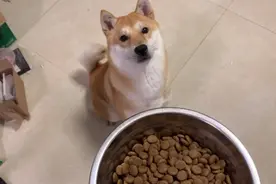 憨憨的柴犬怎么出去玩哒？女孩带你看遛狗全过程。