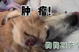 21岁的老年狗狗，头上的肿瘤破了，每天都流血，到底要不要手术？视频封面