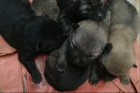 出生12天的纯种中华田园犬，两公三母，这身型头型长的挺别致视频封面