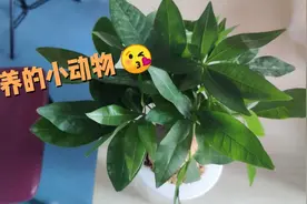 亲爱的 有了解小乌龟眼睛睁不开是怎么回事吗？视频封面