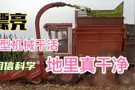 河北农村秋季玉米收获场景，之前半月干的活，现在半天全干完！视频封面