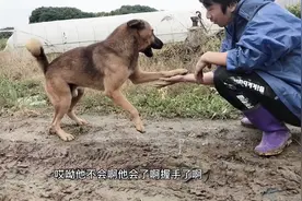 农村大黄狗跟主人撒起娇来秒变小奶狗，主人叫它握手竟然听懂了视频封面