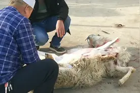回族是怎么宰羊的，，，视频封面