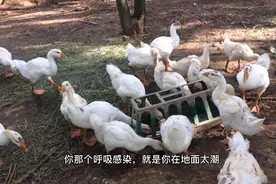 鹅口鼻流粘液，呼吸困难怎么治？坤哥来告诉你视频封面