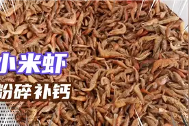 粉碎晒干的小米虾，说是可以补钙，农家炒菜还能提鲜视频封面