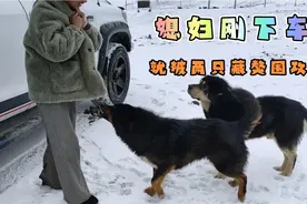 自驾西藏去往萨普神山，无人区遇到两只藏獒，媳妇刚下车就被围住视频封面