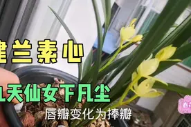 请大家欣赏兰花：七仙女，美翻了！视频封面