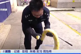 黄金蟒藏身菜地 民警提醒市民切勿私自饲养视频封面