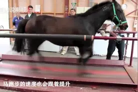 把猫放在跑步机上会怎样？外国铲屎官亲试，猫咪的反应真是绝了视频封面