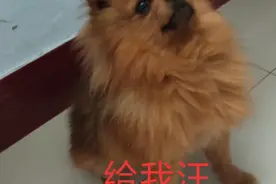豆豆表情包确定不要吗？视频封面