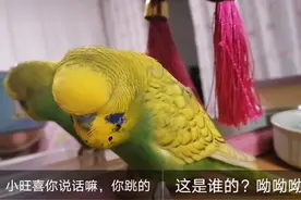 虎皮鹦鹉说话，这笑声也太像了吧！视频封面