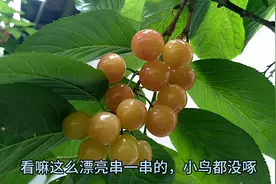 四川农村，没做任何防鸟措施，农家樱桃鸟都不啄，原来种树有讲究视频封面