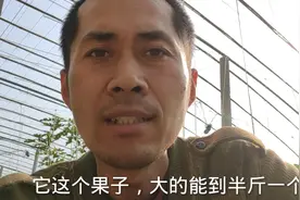 盘点国内6大巨型无花果品种，个头超大品质高，3个1斤很轻松！视频封面