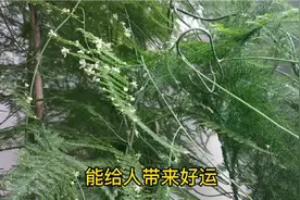 两米多高的文竹开花了，见者好运视频封面