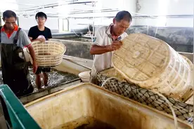 养鱼不用挖塘，坐在屋里就能养，年收益高达200多万元！咋做到的视频封面