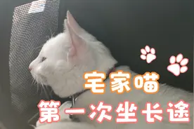 你见过猫咪像狗一样吐舌头吗？#剪映福利#视频封面