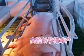 母猪难产缩宫素的正确使用，养猪匠现场手手相传，值得一看。视频封面