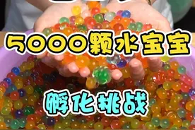 你养过水宝宝吗？你们管它叫什么？#水宝宝#测评视频封面