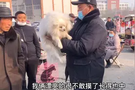 许昌宠物市场，这一只银狐200块一只，看看品相怎么样视频封面