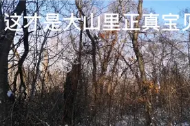 2021是个美好的开始，幸运之神终于开始眷顾我了视频封面