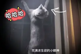 一只晚上正扒窗要逃走的猫咪，被抓包后反应笑死人视频封面