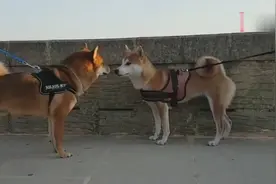 长大成年的柴犬再次跟妈妈相遇，结果竟然是这样的反应！视频封面