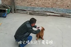 狗狗得了肠胃炎，这种方法效果非常好，和大家一起分享