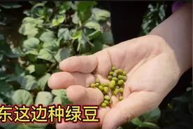 绿豆分两个品种，一种是毛绿豆一种是明绿豆，高姐告诉你哪个更好视频封面
