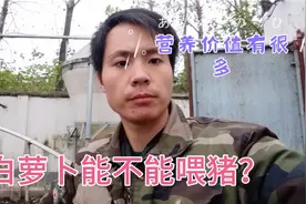 白萝卜能不能喂猪？反正我们喂了好几年了，好处有很多视频封面