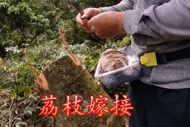 荔枝嫁接操作过程，接穗留两三个芽眼，放导水枝，提前打顶促萌发视频封面