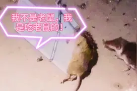 鼩鼱：“我不是老鼠，我也是吃老鼠的，先从脑花开始！”视频封面