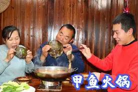 220买两只甲鱼，食叔做甲鱼火锅，老婆抱着裙边啃，越吃越香视频封面