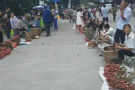 四川泸州白米场，荔枝大量上市，去年几十块一斤今年几块都没人要视频封面