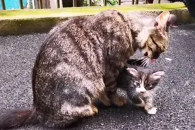 小白猫咪纪实(外48):流浪猫咪妈妈带很小猫咪在马路上要吃的(2)视频封面