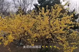 春天百花盛开你有见过连翘花吗，它具有清热解毒美容养颜的功效视频封面