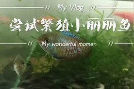 小丽丽鱼成功繁殖啦！