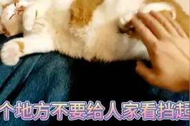 15斤橘猫肥咪肚子为啥那么大。是怀孕了吗？主人为你揭晓答案。视频封面