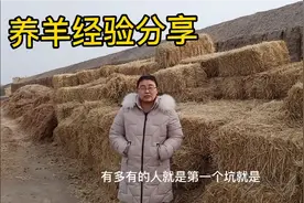 养羊效益低？农家燕子总结的养殖经验，新手值得学习！视频封面