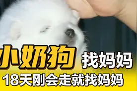 刚出生18天的小奶狗就会走了，走一步退两步。找妈妈要奶喝萌化了视频封面