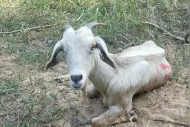 农村小伙喂，羊为什么羊总是卧在地上不起来，来看看到底发生什么视频封面