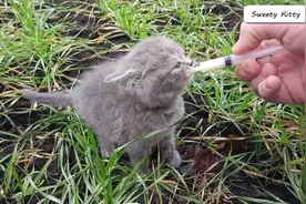 小猫咪找妈妈，叫声听起来好揪心视频封面