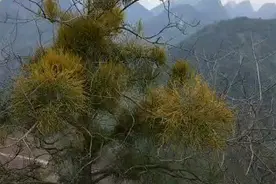 德哥偶然又发现一棵寄生茶，长满整棵，可怜的宿主视频封面