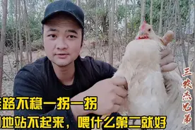 鸡走路一拐一拐地，喂什么第二天就好，养鸡技术分享视频封面
