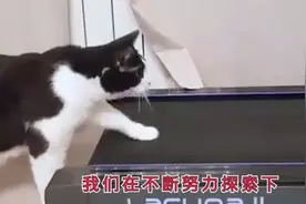 把猫咪放在跑步机上，下一秒可千万忍住别笑，这也太会玩了！视频封面