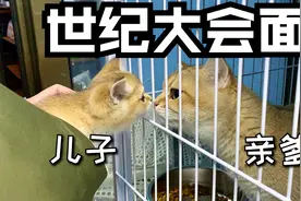 出生两个月的小猫咪第一次见到亲爹是什么反应？太有爱了！视频封面